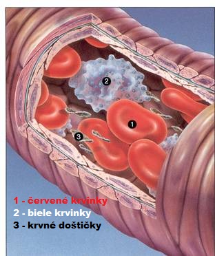 červené krvinky, biele krvinky, krvné doštičky, 